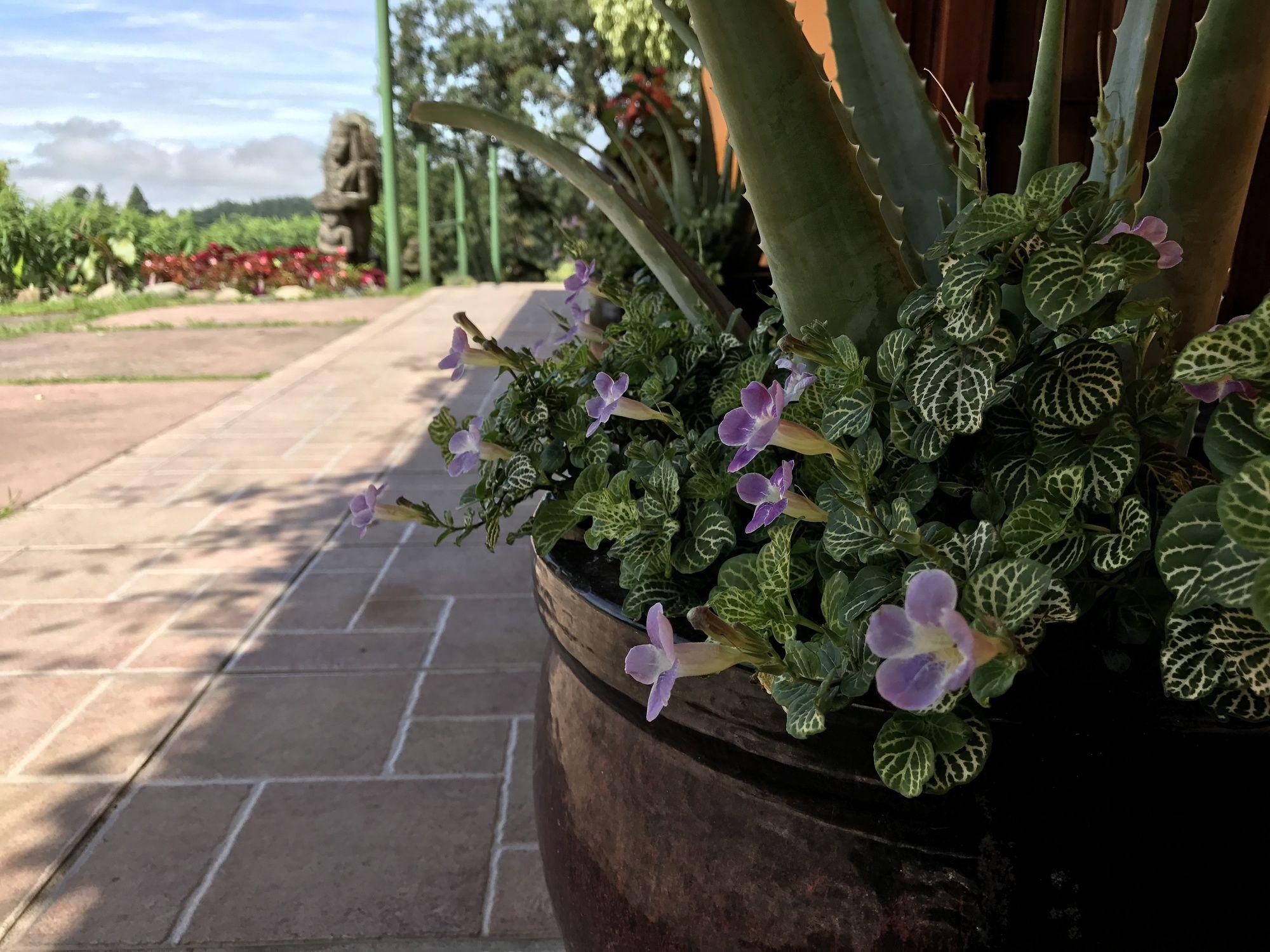 Santuario Lodge Agro-Hotel Boquete Dış mekan fotoğraf